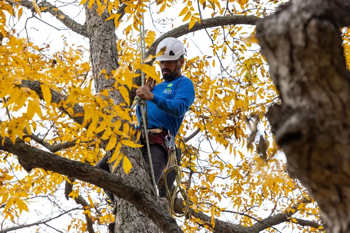 Skilled Storm Damage Cleanup crew working in Arlington